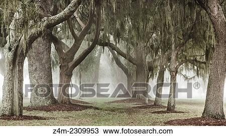 A de-saturated double row of Oak trees in the mist form a magical lane that disappears into the distance. St. Simons Island, Georgia, USA View Large Photo Image Stock Image - A de-saturated double row of Oak trees in the mist form a magical lane that disappears into the distance. St. Simons Island, Georgia, USA. Fotosearch