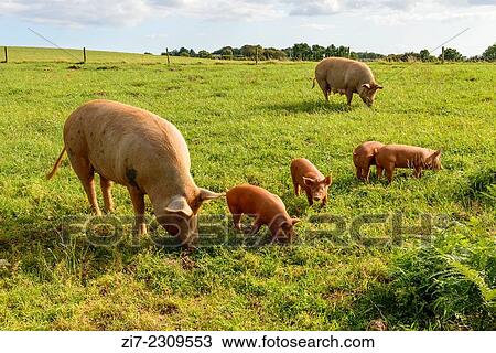 a free-range group of pigs pasturing on a grass field in green Cornwall countryside. View Large Photo Image Stock Image - a free-range group of pigs pasturing on a grass field in green Cornwall countryside.. Fotosearch