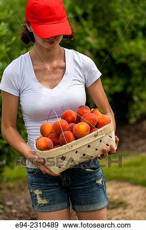 A partial view of an 18 year old woman holding a basket of peaches in an orchard in the summer. View Large Photo Image Stock Photo - A partial view of an 18 year old woman holding a basket of peaches in an orchard in the summer.. Fotosearch