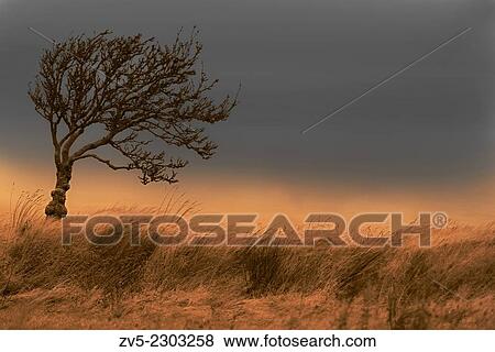 A Tree stands on Dartmoors National Park at sunrise. Dartmoor, Devon. England. Uk. View Large Photo Image Stock Photo - A Tree stands on Dartmoors National Park at sunrise. Dartmoor, Devon. England. Uk.. Fotosearch