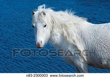 A Welsh pony is seen by a lake on the Mynydd Epynt moorland, Powys, Wales, UK. View Large Photo Image Stock Image - A Welsh pony is seen by a lake on the Mynydd Epynt moorland, Powys, Wales, UK.. Fotosearch