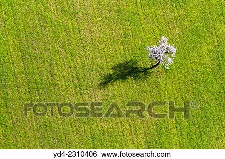 Aerial view of almond tree in flowers, Mallorca lands, Balearic Island, Spain. View Large Photo Image Stock Photograph - Aerial view of almond tree in flowers, Mallorca lands, Balearic Island, Spain.. Fotosearch