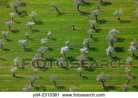 Aerial view of almond trees in flowers, Mallorca lands, Balearic Island, Spain. View Large Photo Image Stock Image - Aerial view of almond trees in flowers, Mallorca lands, Balearic Island, Spain.. Fotosearch