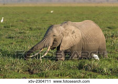 Stock Image - African elephant Loxodonta africana in Amboseli National Park. Kenya. Africa.. Fotosearch