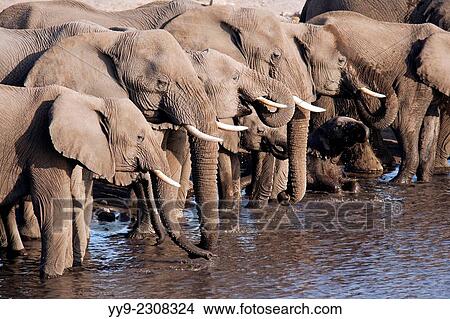 African Elephant (Loxodonta africana) at Chudob Waterhole- Etosha National Park - Namibia, Africa. View Large Photo Image Picture - African Elephant (Loxodonta africana) at Chudob Waterhole- Etosha National Park - Namibia, Africa.. Fotosearch
