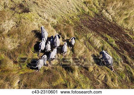 African Elephant (Loxodonta africana), breeding herd, roaming in a freshwater marsh, aerial view, Okavango Delta, Moremi Game Reserve, Botswana. View Large Photo Image Stock Image - African Elephant (Loxodonta africana), breeding herd, roaming in a freshwater marsh, aerial view, Okavango Delta, Moremi Game Reserve, Botswana.. Fotosearch