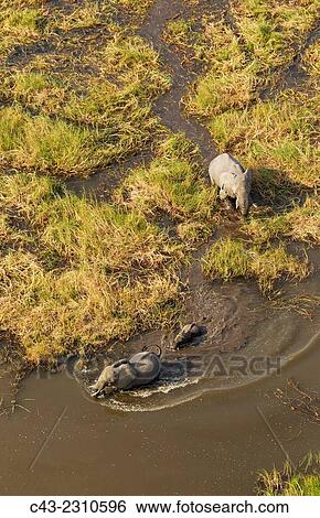 Stock Photograph - African Elephant (Loxodonta africana), two cows with calf in a freshwater marsh, aerial view, Okavango Delta, Moremi Game Reserve, Botswana.. Fotosearch