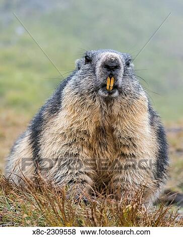 Alpine Marmot (Marmota marmota) in the NP Hohe Tauern near Mount Grossglockner. Europe, Central Europe, Austria, September. View Large Photo Image Stock Photo - Alpine Marmot (Marmota marmota) in the NP Hohe Tauern near Mount Grossglockner. Europe, Central Europe, Austria, September.. Fotosearch