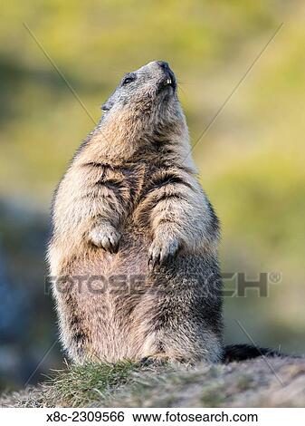 Alpine Marmot (Marmota marmota) in the NP Hohe Tauern near Mount Grossglockner. Europe, Central Europe, Austria, September. View Large Photo Image Stock Photograph - Alpine Marmot (Marmota marmota) in the NP Hohe Tauern near Mount Grossglockner. Europe, Central Europe, Austria, September.. Fotosearch