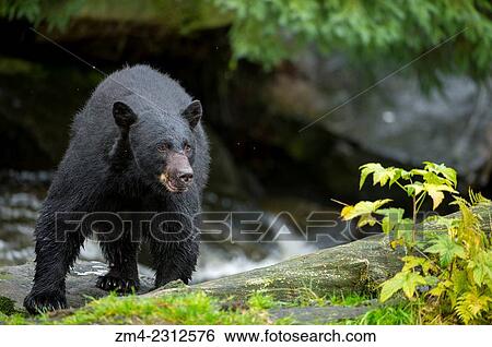 Stock Photograph - American black bear (Ursus americanus) at creek at Neets Bay fish hatchery, Behm Canal in Southeast Alaska near Ketchikan, USA.. Fotosearch
