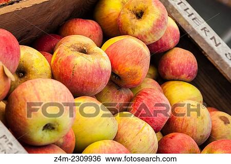 Apples are displayed in a box at a farmers market in San Francisco, CA. USA. View Large Photo Image Stock Photograph - Apples are displayed in a box at a farmers market in San Francisco, CA. USA.. Fotosearch