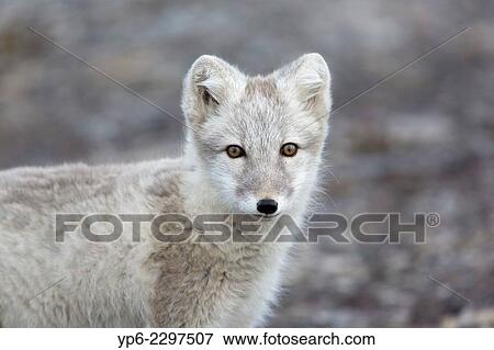 Arctic Fox (Alopex lagopus), Boltodden, Spitsbergen, Svalbard. View Large Photo Image Stock Photo - Arctic Fox (Alopex lagopus), Boltodden, Spitsbergen, Svalbard.. Fotosearch