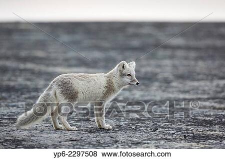 Arctic Fox (Alopex lagopus) standing on rock, Boltodden, Spitsbergen, Svalbard. View Large Photo Image Stock Photo - Arctic Fox (Alopex lagopus) standing on rock, Boltodden, Spitsbergen, Svalbard.. Fotosearch
