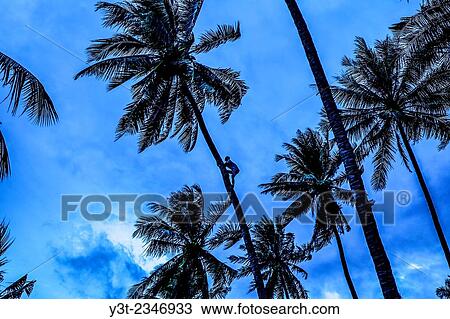Stock Image - Asia. Thailand. Andaman Sea. Koh Lanta island. Klong Khong Beach. Peasant climbing a palm tree to pluck coconuts.. Fotosearch