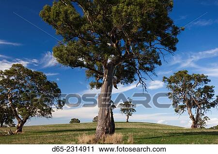 Australia, South Australia, Barossa Valley, Mount Pleasant, gum trees. View Large Photo Image Stock Image - Australia, South Australia, Barossa Valley, Mount Pleasant, gum trees.. Fotosearch