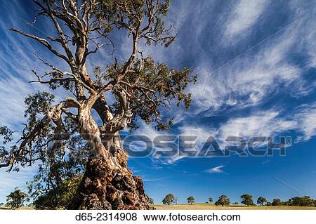 Australia, South Australia, Barossa Valley, Springton, The Herbig Tree, first home of German immigrant Friedrich Herbig, symbol of early South Australian immigration. View Large Photo Image Stock Photo - Australia, South Australia, Barossa Valley, Springton, The Herbig Tree, first home of German immigrant Friedrich Herbig, symbol of early South Australian immigration.. Fotosearch
