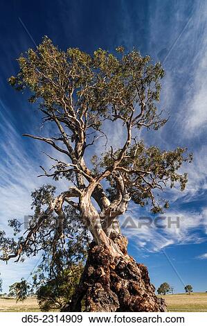 Australia, South Australia, Barossa Valley, Springton, The Herbig Tree, first home of German immigrant Friedrich Herbig, symbol of early South Australian immigration. View Large Photo Image Stock Photo - Australia, South Australia, Barossa Valley, Springton, The Herbig Tree, first home of German immigrant Friedrich Herbig, symbol of early South Australian immigration.. Fotosearch