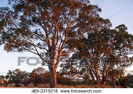 Australia, South Australia, Barossa Valley, Rowland Flat, gum trees at susnet. View Large Photo Image Stock Photo - Australia, South Australia, Barossa Valley, Rowland Flat, gum trees at susnet.. Fotosearch