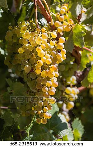 Australia, South Australia, Clare Valley, Sevenhill, Sevenhill Cellars, last remaining Jesuit-owned winery in Australia, founded in 1851, grapes in the vineyard. View Large Photo Image Stock Photo - Australia, South Australia, Clare Valley, Sevenhill, Sevenhill Cellars, last remaining Jesuit-owned winery in Australia, founded in 1851, grapes in the vineyard.. Fotosearch