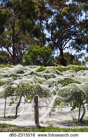 Australia, South Australia, Clare Valley, Sevenhill, Sevenhill Cellars, last remaining Jesuit-owned winery in Australia, founded in 1851, mesh-covered vineyard. View Large Photo Image Stock Photograph - Australia, South Australia, Clare Valley, Sevenhill, Sevenhill Cellars, last remaining Jesuit-owned winery in Australia, founded in 1851, mesh-covered vineyard.. Fotosearch