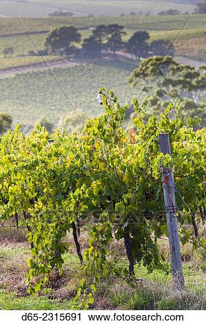 Stock Image - Australia, South Australia, Fleurieu Peninsula, McLaren Vale Wine Region, McLaren Vale, elevated vineyard view.. Fotosearch