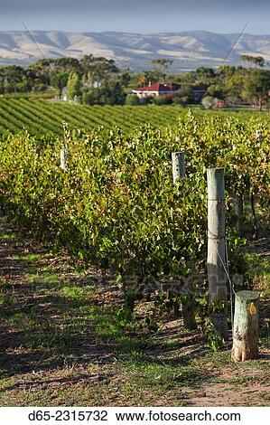 Stock Image - Australia, South Australia, Fleurieu Peninsula, McLaren Vale Wine Region, McLaren Vale, elevated vineyard view.. Fotosearch
