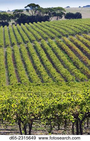 Stock Photo - Australia, South Australia, Fleurieu Peninsula, McLaren Vale Wine Region, McLaren Vale, elevated vineyard view.. Fotosearch