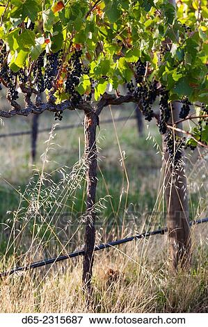 Australia, South Australia, Fleurieu Peninsula, McLaren Vale Wine Region, McLaren Vale, elevated vineyard view. View Large Photo Image Stock Photo - Australia, South Australia, Fleurieu Peninsula, McLaren Vale Wine Region, McLaren Vale, elevated vineyard view.. Fotosearch