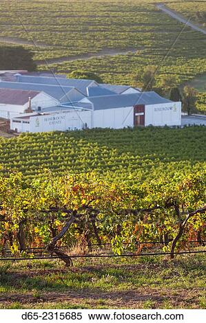 Stock Photography - Australia, South Australia, Fleurieu Peninsula, McLaren Vale Wine Region, McLaren Vale, Rosemount Estate Winery, elevated view, dawn.. Fotosearch