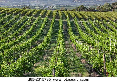 Australia, South Australia, Fleurieu Peninsula, McLaren Vale Wine Region, McLaren Vale, elevated vineyard view. View Large Photo Image Stock Photography - Australia, South Australia, Fleurieu Peninsula, McLaren Vale Wine Region, McLaren Vale, elevated vineyard view.. Fotosearch