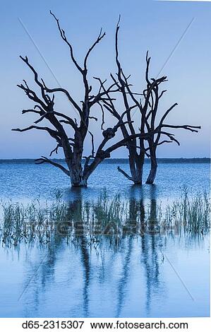 Stock Photo - Australia, South Australia, Murray River Valley, Barmera, Lake Bonney, petrified trees, dawn.. Fotosearch