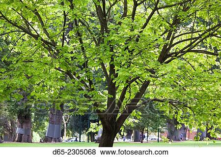 Australia, Victoria, VIC, Melbourne, East Melbourne, Fitzroy Gardens. View Large Photo Image Stock Photo - Australia, Victoria, VIC, Melbourne, East Melbourne, Fitzroy Gardens.. Fotosearch