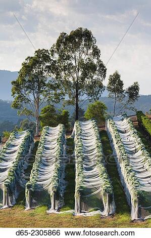 Australia, Victoria, VIC, Yarra Valley, vineyard vines under mesh fabric. View Large Photo Image Stock Photograph - Australia, Victoria, VIC, Yarra Valley, vineyard vines under mesh fabric.. Fotosearch