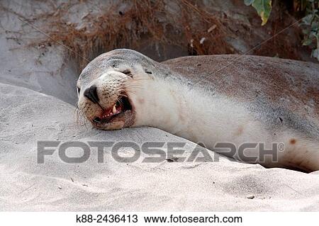 Australian Sea Lion (Neophoca cinerea). Seal Bay Conservation Park, Kangaroo Island, South Australia. View Large Photo Image Stock Image - Australian Sea Lion (Neophoca cinerea). Seal Bay Conservation Park, Kangaroo Island, South Australia.. Fotosearch