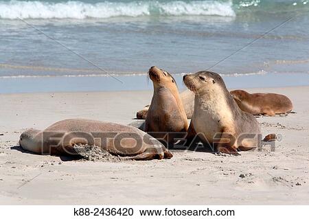 Stock Image - Australian Sea Lions (Neophoca cinerea). Seal Bay Conservation Park, Kangaroo Island, South Australia.. Fotosearch