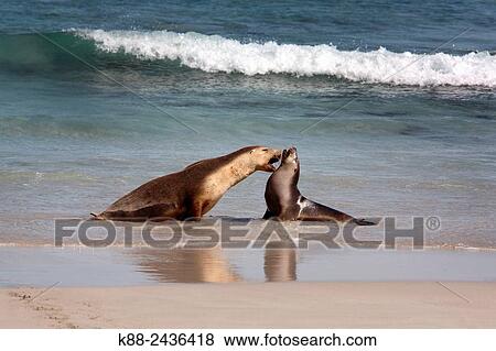 Stock Photo - Australian Sea Lions (Neophoca cinerea). Seal Bay Conservation Park, Kangaroo Island, South Australia.. Fotosearch