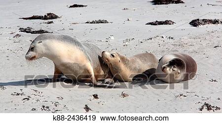 Australian Sea Lions (Neophoca cinerea). Seal Bay Conservation Park, Kangaroo Island, South Australia. View Large Photo Image Stock Photo - Australian Sea Lions (Neophoca cinerea). Seal Bay Conservation Park, Kangaroo Island, South Australia.. Fotosearch