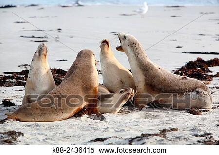 Australian Sea Lions (Neophoca cinerea). Seal Bay Conservation Park, Kangaroo Island, South Australia. View Large Photo Image Stock Photography - Australian Sea Lions (Neophoca cinerea). Seal Bay Conservation Park, Kangaroo Island, South Australia.. Fotosearch