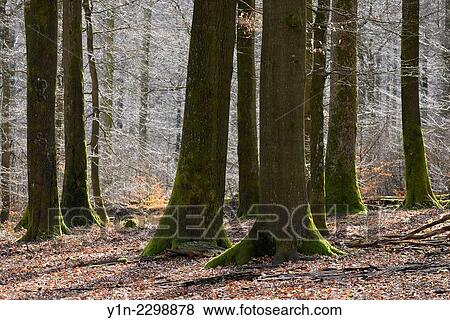 Beech Tree in early Spring, Natural Forest Reserve Eichhall, Spessart, Bavaria, Germany. View Large Photo Image Stock Photo - Beech Tree in early Spring, Natural Forest Reserve Eichhall, Spessart, Bavaria, Germany.. Fotosearch