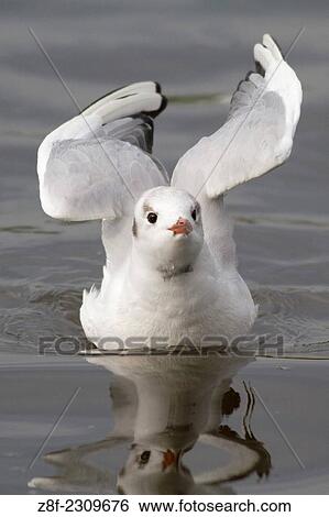 Black-Headed Gull with wings raised about to take off. View Large Photo Image Stock Photograph - Black-Headed Gull with wings raised about to take off.. Fotosearch