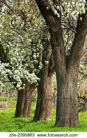 Stock Image - Blooming pear trees on Pelion Peninsula, Thessaly, Greece.. Fotosearch