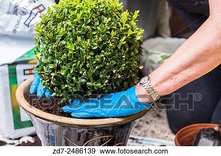 Box Buxus sempervirons being planted in a pot. Shooting date 30. 05. 15 View Large Photo Image Stock Photo - Box Buxus sempervirons being planted in a pot. Shooting date 30. 05. 15. Fotosearch