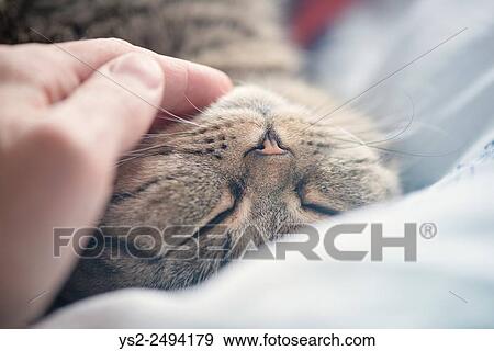 British shorthair cat lying down resting. Hand of a man stroking the fur with love and affection. View Large Photo Image Stock Photo - British shorthair cat lying down resting. Hand of a man stroking the fur with love and affection.. Fotosearch