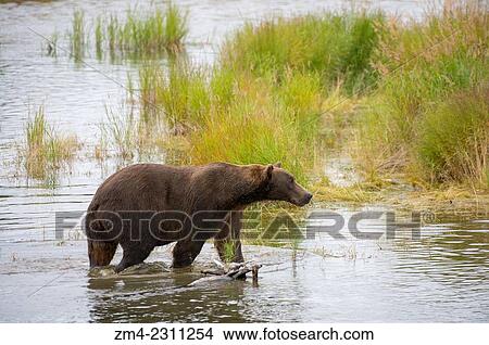 Brown bear (Ursus arctos) or grizzly looking for salmon at lower Brooks River in Katmai National Park and Preserve, Alaska, USA. View Large Photo Image Picture - Brown bear (Ursus arctos) or grizzly looking for salmon at lower Brooks River in Katmai National Park and Preserve, Alaska, USA.. Fotosearch