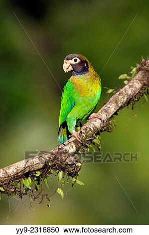 Brown-hooded Parrot (Pyrilia haematotis) - La Laguna del Lagarto Lodge - Boca Tapada, San Carlos, Costa Rica. View Large Photo Image Stock Image - Brown-hooded Parrot (Pyrilia haematotis) - La Laguna del Lagarto Lodge - Boca Tapada, San Carlos, Costa Rica.. Fotosearch