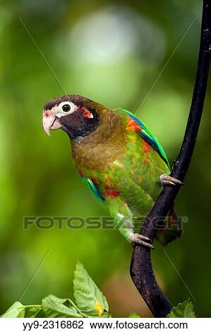 Brown-hooded Parrot (Pyrilia haematotis) - Boca Tapada, San Carlos, Costa Rica. View Large Photo Image Stock Image - Brown-hooded Parrot (Pyrilia haematotis) - Boca Tapada, San Carlos, Costa Rica.. Fotosearch