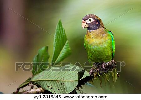 Brown-hooded Parrot (Pyrilia haematotis) - La Laguna del Lagarto Lodge - Boca Tapada, San Carlos, Costa Rica. View Large Photo Image Stock Photography - Brown-hooded Parrot (Pyrilia haematotis) - La Laguna del Lagarto Lodge - Boca Tapada, San Carlos, Costa Rica.. Fotosearch
