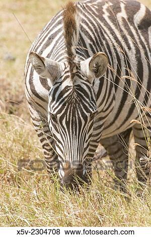 Stock Photo - Burchell´s Zebra, equus burchelli, Adult, Equus burcheli Equus quagga foreground. Ngorongoro Crater. Tanzania.. Fotosearch