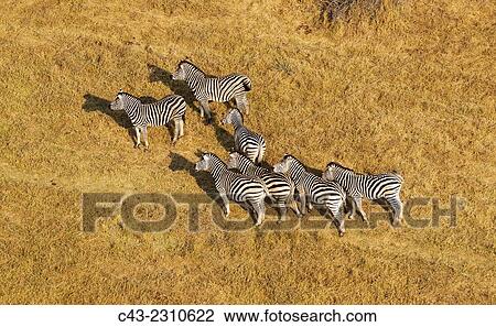 Burchell´s Zebra (Equus quagga burchelli), aerial view, Okavango Delta, Moremi Game Reserve, Botswana. View Large Photo Image Stock Image - Burchell´s Zebra (Equus quagga burchelli), aerial view, Okavango Delta, Moremi Game Reserve, Botswana.. Fotosearch