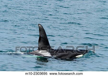 CA-199 Male transient Orca (Killer Whale). View Large Photo Image Stock Photography - CA-199 Male transient Orca (Killer Whale).. Fotosearch